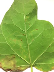 Amauromyza pleuralis