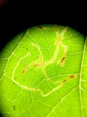 Amauromyza pleuralis