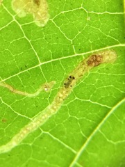 Amauromyza pleuralis