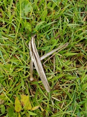 Mermiria intertexta