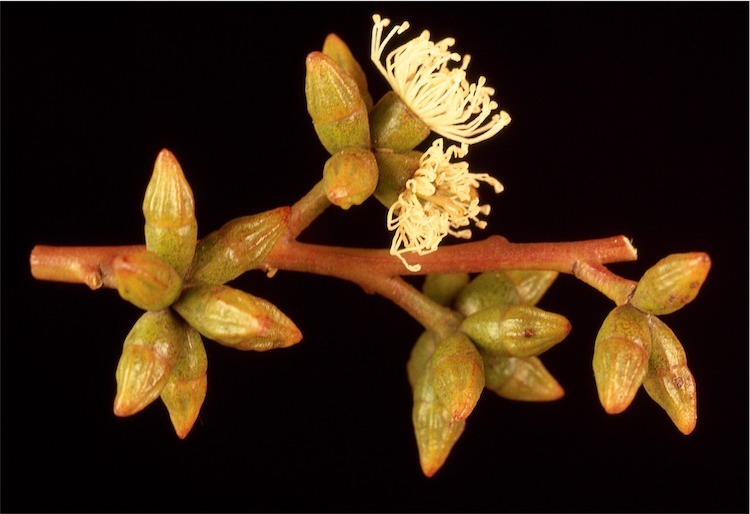 Eucalyptus kondininensis
