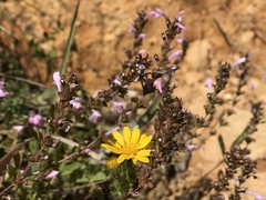 Clinopodium talladeganum