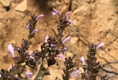 Clinopodium talladeganum