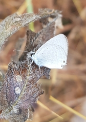 Catochrysops strabo strabo