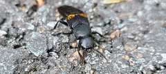 Platydracus fossator