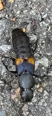 Platydracus fossator