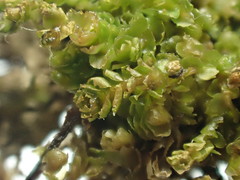 Saccobasis polita