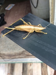 Belocephalus