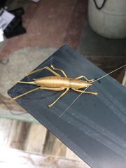 Belocephalus