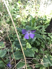 Vinca major