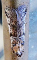 Laetilia dilatifasciella