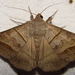 Texas Mocis Moth - Photo (c) 104860852614073572279, some rights reserved (CC BY-NC-SA), uploaded by Lee Elliott