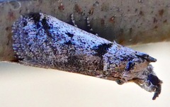 Laetilia dilatifasciella