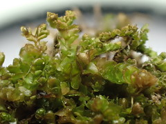 Saccobasis polita