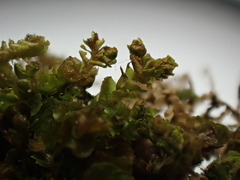 Saccobasis polita
