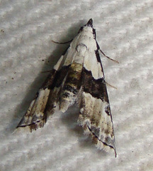 Nigetia formosalis