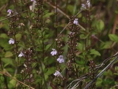 Clinopodium talladeganum