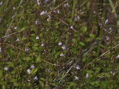 Clinopodium talladeganum