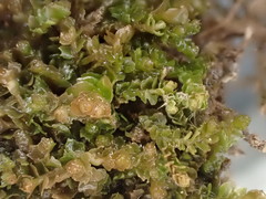 Saccobasis polita