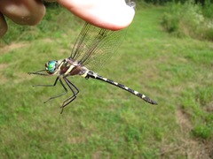 Macromia pacifica