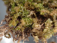 Saccobasis polita