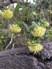 Pimelea suaveolens