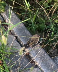 Passeriformes