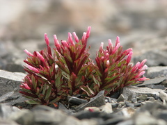 Epilobium pycnostachyum