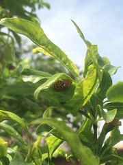 Harmonia axyridis