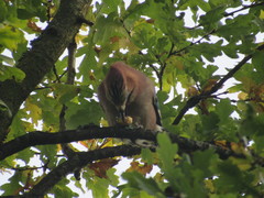 Garrulus glandarius