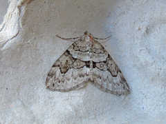 Thera contractata