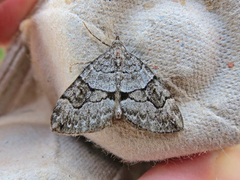 Thera contractata