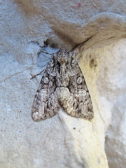 Xylenini