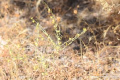 Armeria arenaria