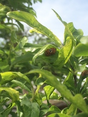 Harmonia axyridis