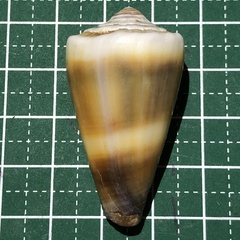 Conus flavidus