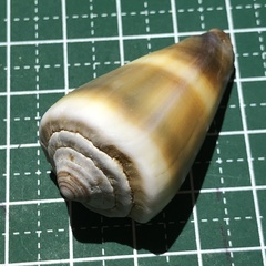 Conus flavidus