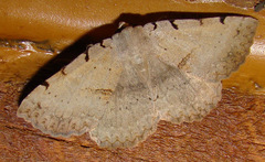 Spiloloma lunilinea