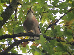 Garrulus glandarius