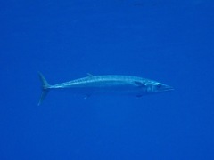 Acanthocybium solandri