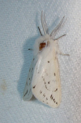 Spilosoma congrua