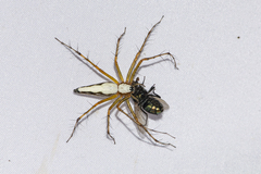 Oxyopes shweta