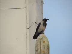 Corvus cornix