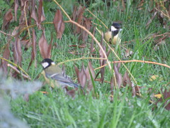 Parus major