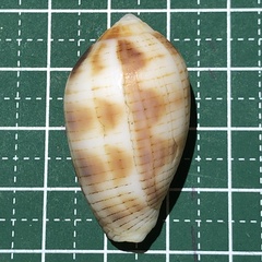 Pterygia dactylus