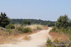 Lavandula pedunculata