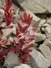 Epilobium pycnostachyum