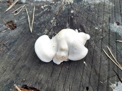 Amaropostia stiptica