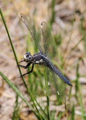 Libellula comanche