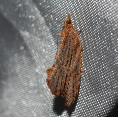 Glyphidoptera polymita